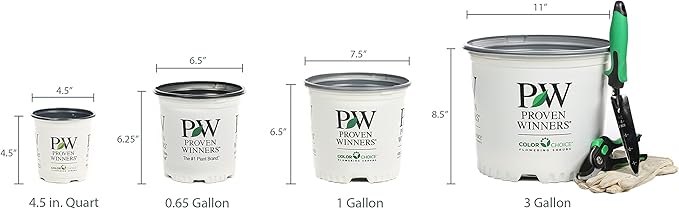 Proven Winners 0.65 Gal, Rock 'N Round™ 'Bright Idea' Stonecrop (Sedum), Live Plant, Yellow Flowers and Green Foliage, 0.65 Gallon (SEDPWP1147103)