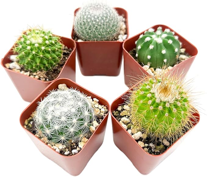 Sprout N Green Live Cactus Plants, 5 Pack Assorted Real Cacti Potted in 2" Starter Pot with Soil Mix, Rare Small Indoor House Plants for Home Garden Wedding Decor Party Favor