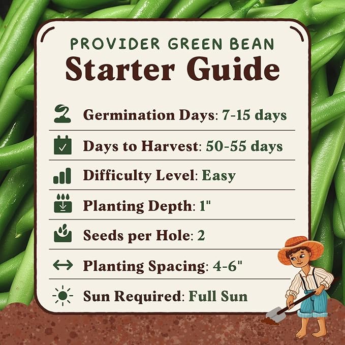 Seedboy Organic Green Bean Seeds for Planting Indoor and Outdoor, Non-GMO and USDA Certified Vegetable Seed Packet for Hydroponic Garden Indoor or Planting Outdoors (Provider Green Beans)