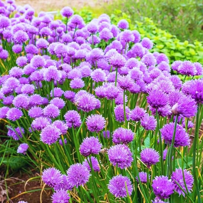 1 Pound Garlic for Planting in Fall Hardneck, 8-10 White Garlic Bulbs for Planting, Fresh and High Yield Bulb Variety Pack, Hardy and Fast Growing