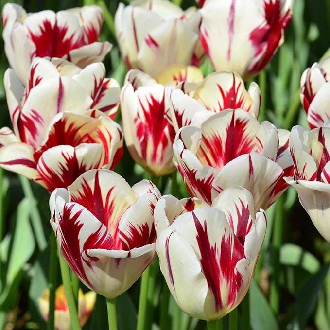 Mixed Sorbet Tulips โ 8 Bulbs | Pink, Red & White Perennial Flowers - Spring Blooming | Easy-to-Grow Rembrandt Tulips for Rock Gardens, Borders & Containers โ Zones 3โ8 | Butterfly & Bee Attracting