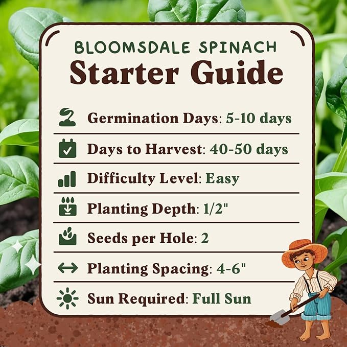 Seedboy Organic Spinach Seeds for Indoor Gardening or Planting Outdoors, Non-GMO and USDA Certified Vegetable Seed Packets, 350 Seeds/4 Grams (Bloomsdale Spinach)