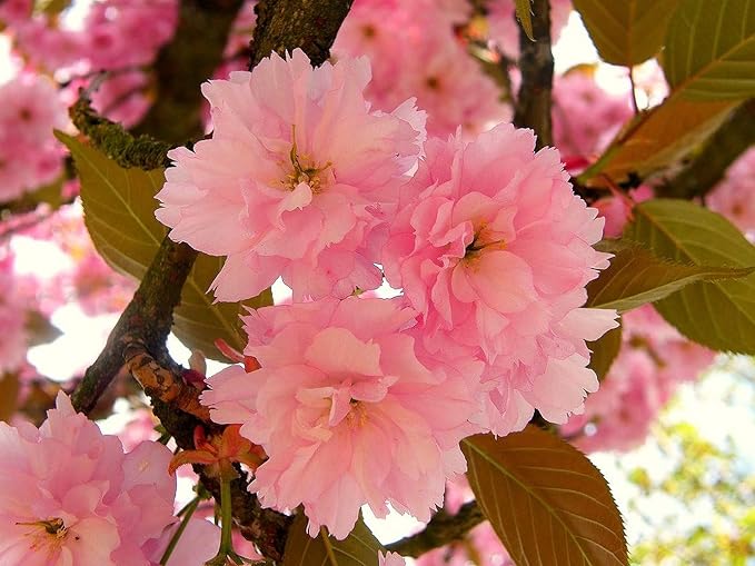 2 Kwanzan Cherry Blossom Tree Live Plants (6''-10'' Tall)- Japanese Cherry Blossom for Gardening - Not Ship CA