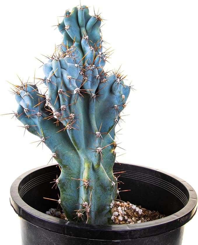 Cactus Outlet - Curiosity Cactus Plants Live, Live Plants Indoor & Outdoor Use, Live Cactus, 12”-18” - Rare Large Live Cactus - Landscape Ready Large Cactus Plant Live Delivered Right to Your Door