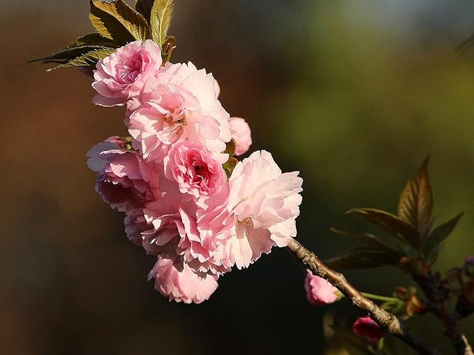 2 Kwanzan Cherry Blossom Tree Live Plants (6''-10'' Tall)- Japanese Cherry Blossom for Gardening - Not Ship CA