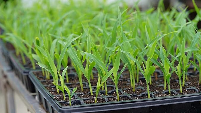 Gardzen Seed Starter Tray, 5 Pack Smiling Face Plant Germination Trays with Total 350-Cell, Seed Starter Kit with Humidity Vented Domes and Bases for Starting Vegetable Flower Herb Seeds 18" x 14"