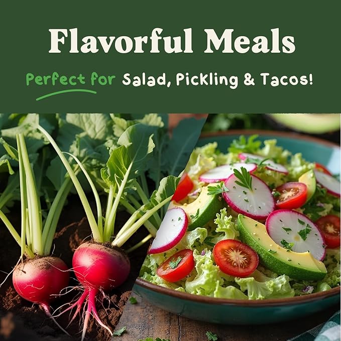 Seedboy Organic Radish Seeds for Planting Indoor and Outdoor, Non-GMO and USDA Certified Vegetable Seed Packet for Hydroponic Garden Indoor or Planting Outdoors (Cherry Belle Radish)