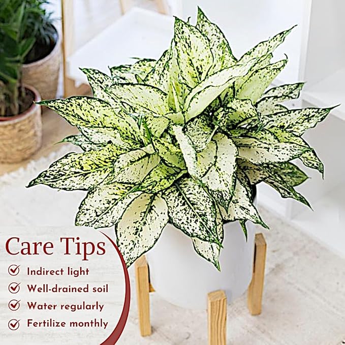 Aglaonema Live Plant Collection (4-Pack) - Chinese Evergreen Plants in 2-Inch Pots | Easy-Care Indoor Houseplants | Perfect for Low Light, Office Decor, and Air Purification