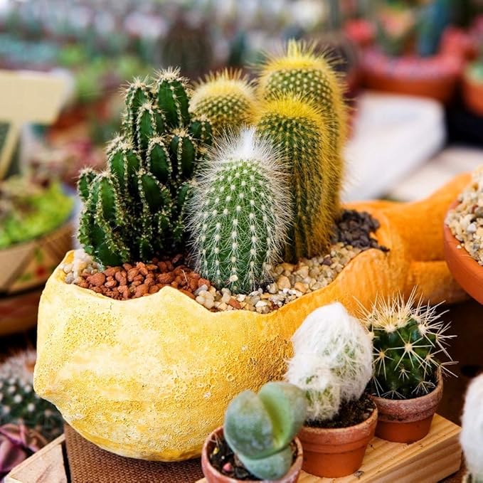 Cactus Seed Mix 50+ Assorted Cacti Seeds for Planting Indoors and Outdoors Different Varieties