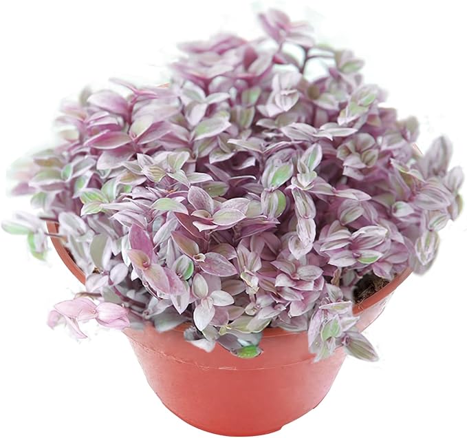 Sprout N Green Rare Succulent Callisia repens 'Pink Lady', 1 Live Succulent Plant Fully Rooted, House Plant for Indoor Outdoor Home Office Wedding Decoration DIY Project Party Favor