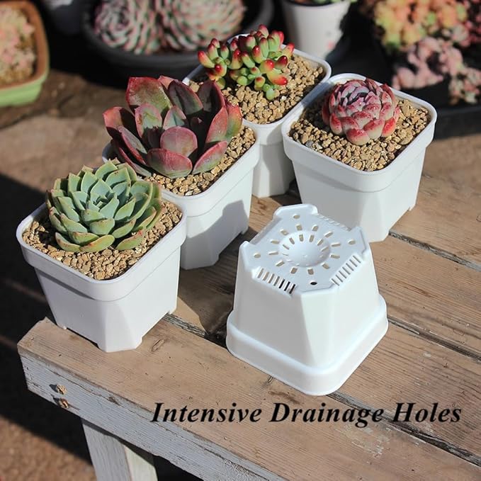 BangQiao 40 Pack 3.65 Inch White Plastic Square Nursery Seedlings Pot for Succulent, Cutting, Transplanting
