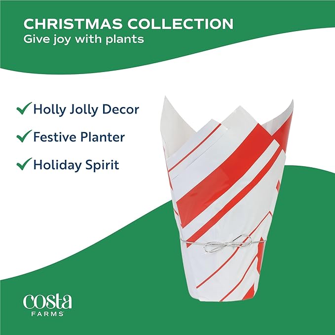 Costa Farms Live Christmas Tree, Norfolk Island Pine in Holiday Gifting Wrap Plant Pot, Houseplant Christmas Decoration, Christmas Gift or Room Decor, 18-20 Inches Tall