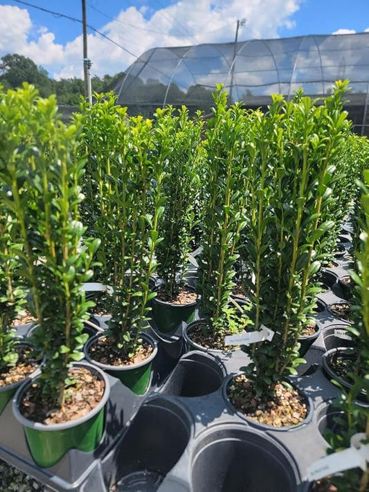 (4) - Sky Pencil Japanese Holly Trees - Live Plant - (1 QT) (4 Live Trees)