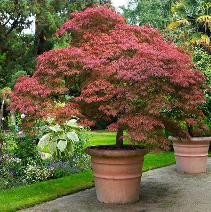 Red Japanese Maple - Live Plant 2-3 feet Tall - Deep Red Leaves