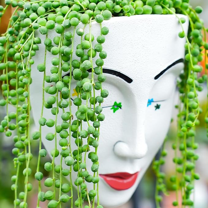 4" String of Pearls, Live Trailing Succulent Fully Rooted in Pots with Soil Mix, Rare House Plant for Home Office Wedding Hanging Decoration, DIY Projects, Party Favor