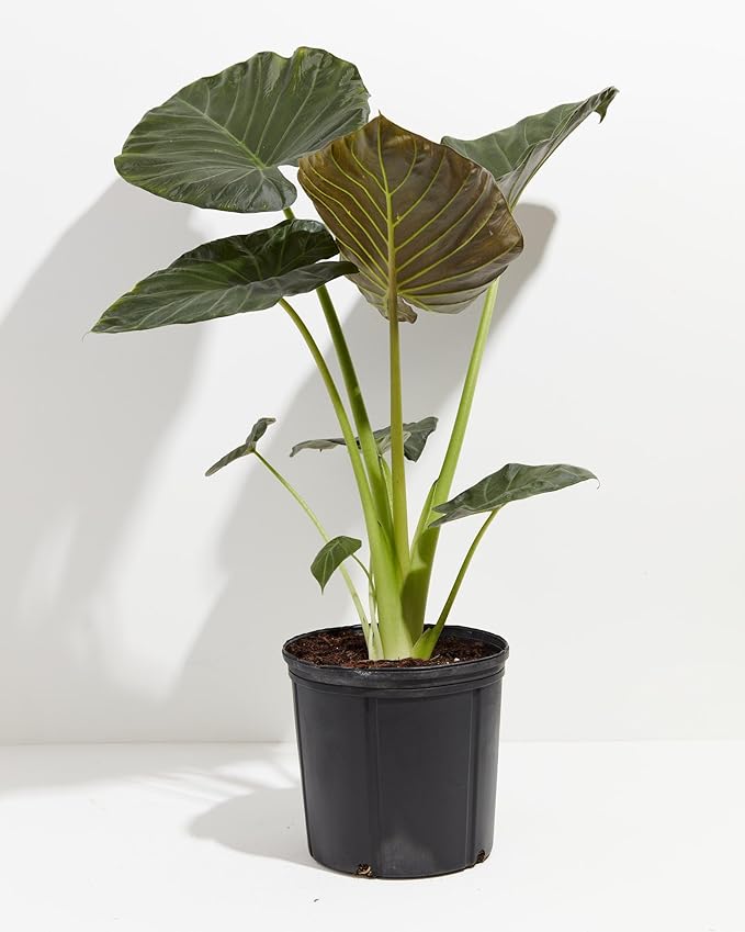 Gardenera Elephant Ear Plant Potting Mix - High-Performance Formula for Robust Growth and Striking Foliage - 20 Quart