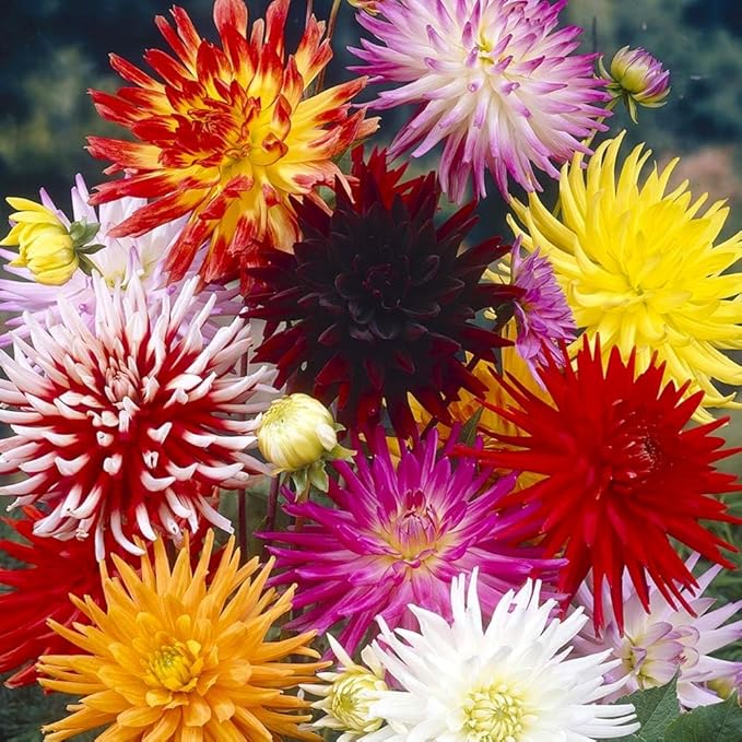 Needle Dahlia Multicolor Seed Mix 50+ Non-GMO Seeds for Planting Flowers Cactus Dahlia