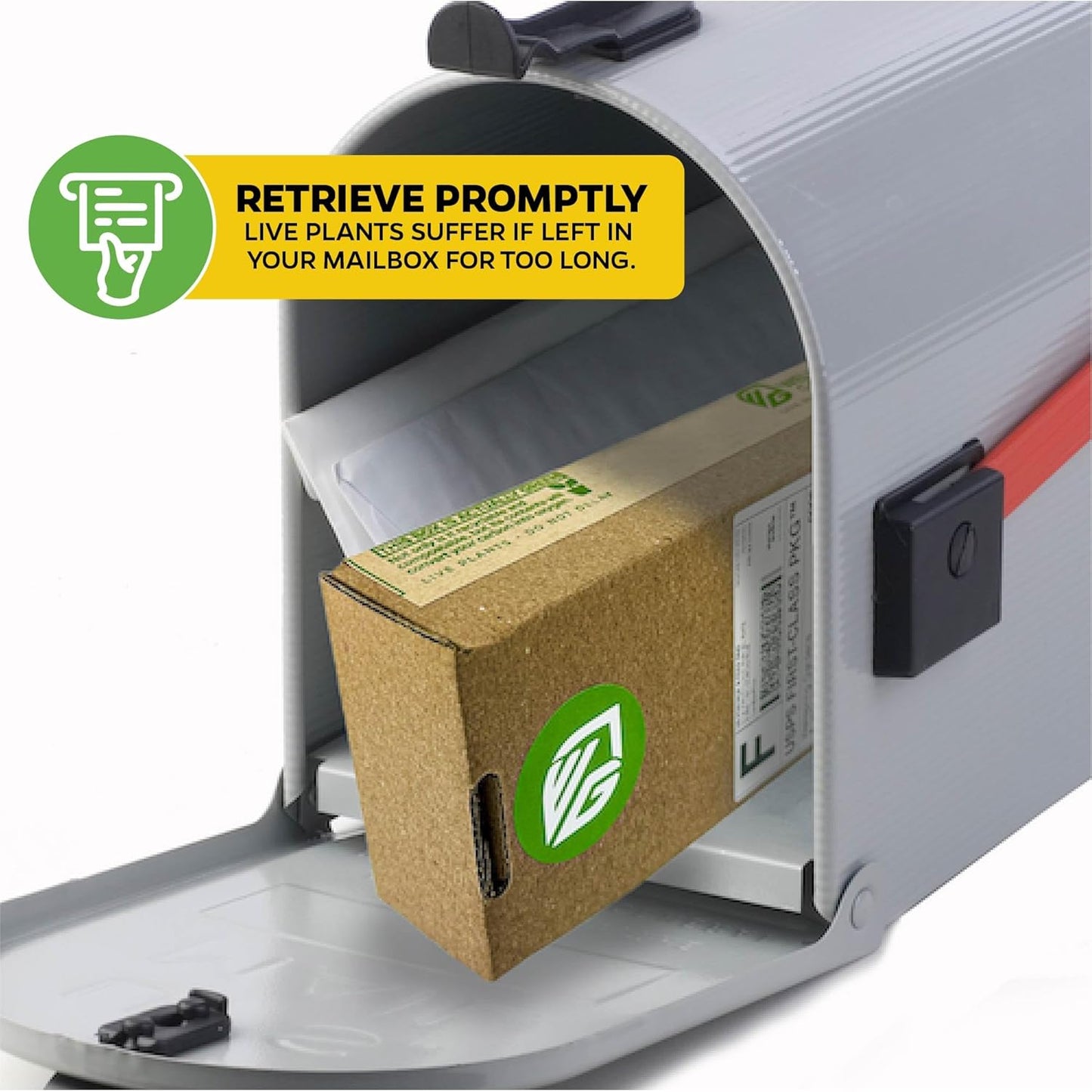 Pakistan Mulberry Live Tree - Morus Nigra Starter Plant - Wellspring Gardens - Dwarf Fruit Tree Ideal for Patio, Bonsai & Landscaping - Produce Fresh Berries -Companion to Elderberry Blueberry & Lilac