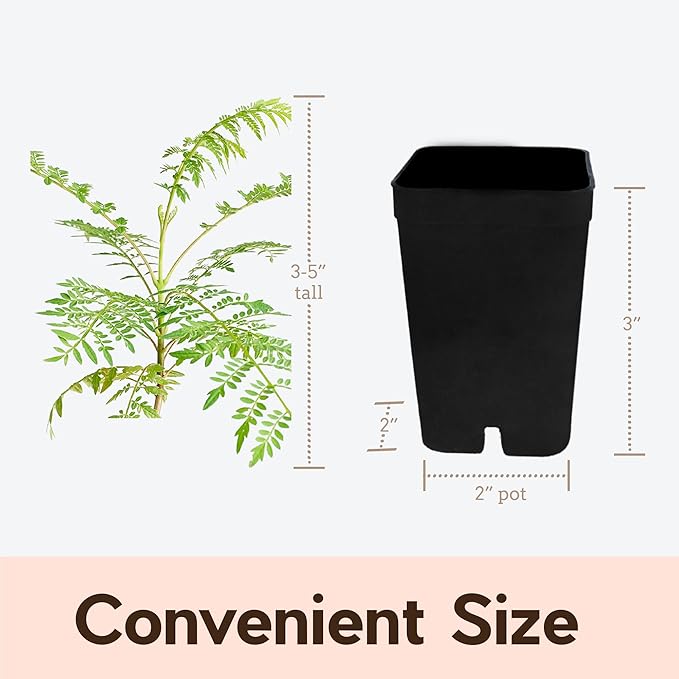 My Shelfie - Mini Jacaranda Tree, 3-4 Inch Tall Bonsai Tree in 2-Inch Pot, Trees Live Plants Outdoor Hardiness Zones 9-11, Bonsai Tree Live with Purple Flowers