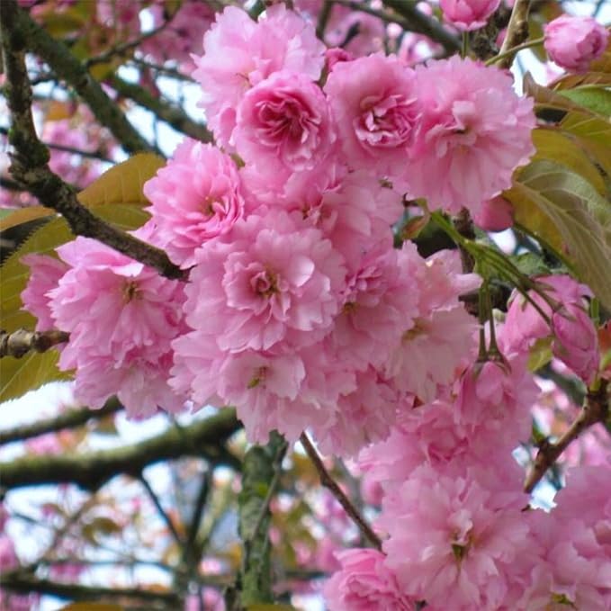 2 Kwanzan Cherry Blossom Tree Live Plants (6''-10'' Tall)- Japanese Cherry Blossom for Gardening - Not Ship CA