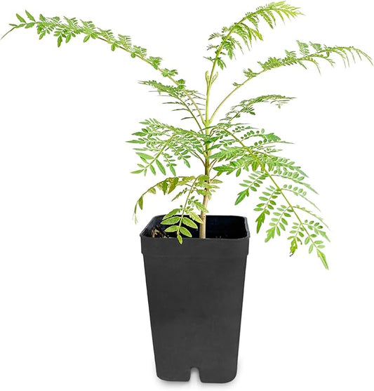 My Shelfie - Mini Jacaranda Tree, 3-4 Inch Tall Bonsai Tree in 2-Inch Pot, Trees Live Plants Outdoor Hardiness Zones 9-11, Bonsai Tree Live with Purple Flowers