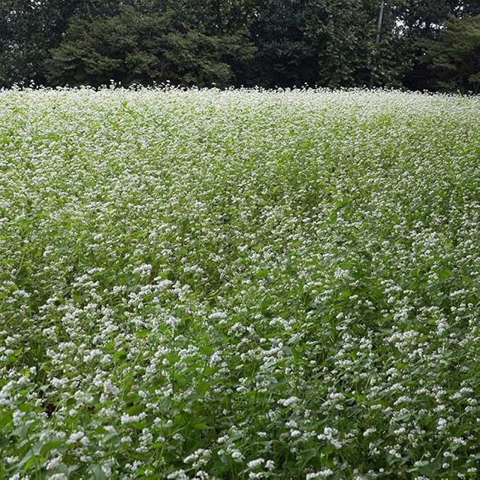 Outsidepride Buckwheat Seeds - 50lbs Annual, Fast-Growing, Easy to Grow Buckwheat Cover Crop Seeds for Green Manure, Bee Pasture & Pollinators, Wildlife Habitat, Soil Improvement, and Erosion Control