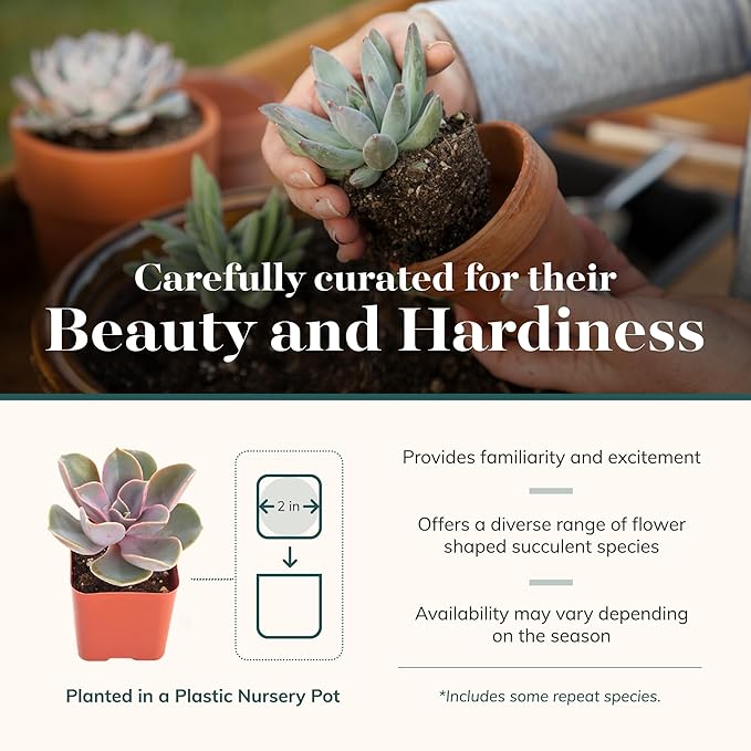 Shop Succulents Rosette Succulent Plant Pack Bulk Collection, Live Mini Succulent Plants, Low Maintenance, Floral Shaped Mix of Colors & Textures - Wedding and Party Favors, Gift & Garden, Pack of 140