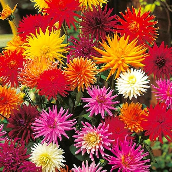 Needle Dahlia Multicolor Seed Mix 50+ Non-GMO Seeds for Planting Flowers Cactus Dahlia
