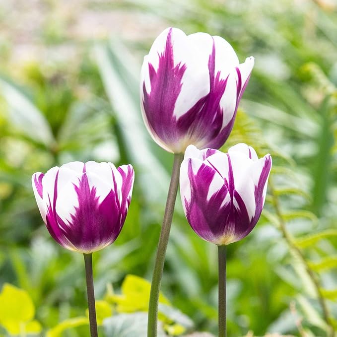 Blueberry Ripple Tulip Flowers -10 Bulbs - Vibrant Purple & White Perennial Blooms | Dramatic Spring Rembrandt Tulips for Garden & Cut Flowers | Pollinator Friendly | USDA Zones 3โ8