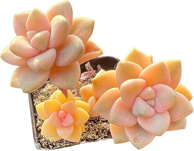 FWPP,Succulents Plants Live Graptoveria Paraguayense Bernalense Variegated, 2-3 Heads 4", Bare Root Without Pot Soil, Garden Indoor Office Desk, Wedding Baby Shower Decoration, Friend Lovers Gifts