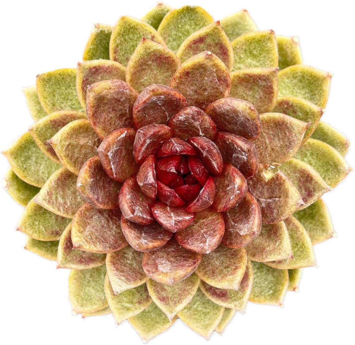 Live Succulents Echeveria 'Chocolate-Mousse' (4-inch), Succulent Plants Fully Rooted in Pots with Soil, Easy-Care House Plant for DIY, Home Office Decor, Wedding Party Favor