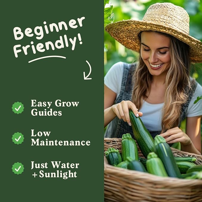 Seedboy Organic Zucchini Seeds for Planting Indoor and Outdoor, Non-GMO and USDA Certified Vegetable Seed Packet for Hydroponic Garden Indoor or Planting Outdoors (Black Beauty Zucchini)