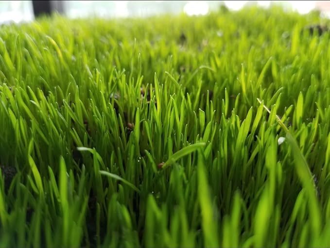 Centipede Grass Seed 5 Pound