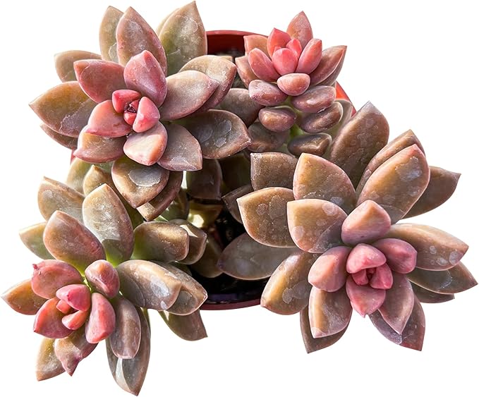 Sprout N Green Graptopetalum paraguayense cv.Bronze, Live Succulent Fully Rooted in 4" Pot, Rare House Plant for Home Indoor Holiday Wedding Garden Decor, DIY Projects, Party Favor