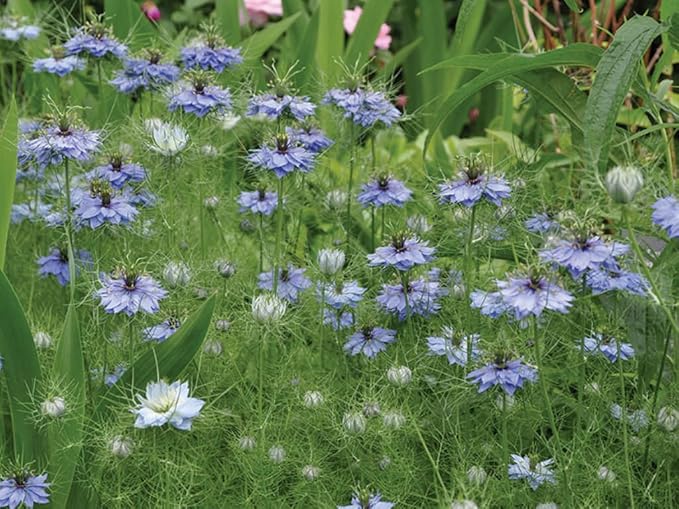 Non GMO Love in a Mist Flower Seeds Nigella damascena (5 Lbs)