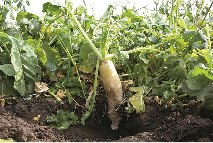 Ani-Logics Outdoors Seeds of Science Pro Brassica Blend (8)