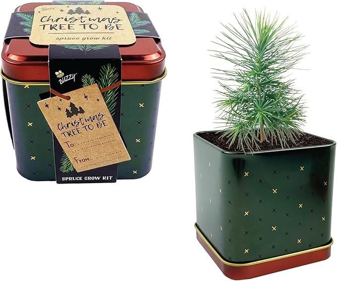 BUZZY Seeds Holiday Spruce Square Tin Grow Kit 2-Pack – Indoor Mini Spruce Tree Starter Kit for Plant Lovers – DIY Gardening, Stocking Stuffers, Party Favors, and Classroom Projects