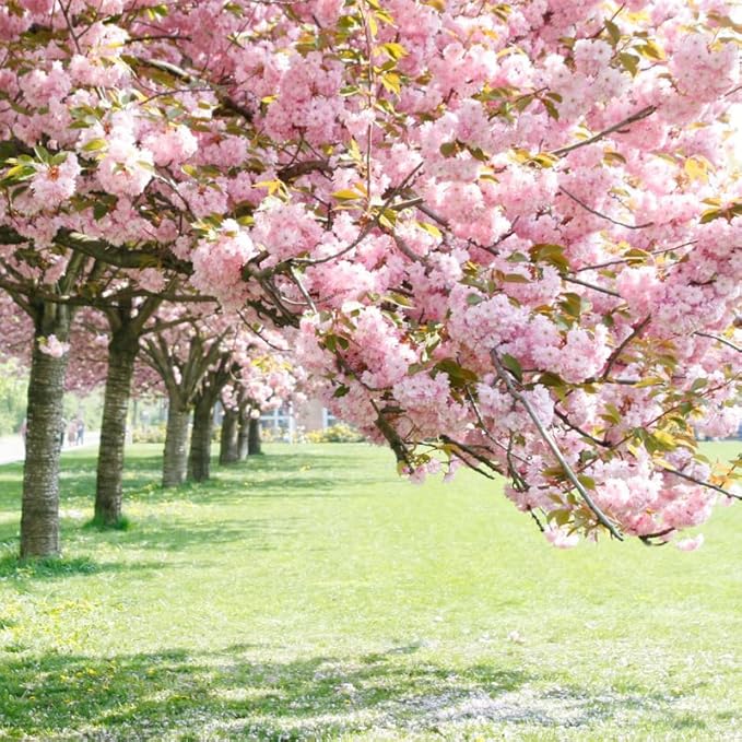 Kwanzan Cherry Blossom Tree, Double Pink Cherry Blossom, 8 to 12 Inch Tall Cherry Blossom Tree Live in Pot, Perennial Cherry Blossom Sapling, Cherry Blossom Tree Plant