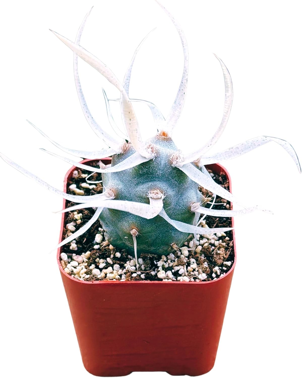 Succulents Plants Live 2inch Live Mini Succulent Plants, Easy Care House Plants Rooted in Succulent Soil Mix, by The Succulent Cult (Paper Spine Cactus - Tephrocactus Articulatus, 2 Inch)