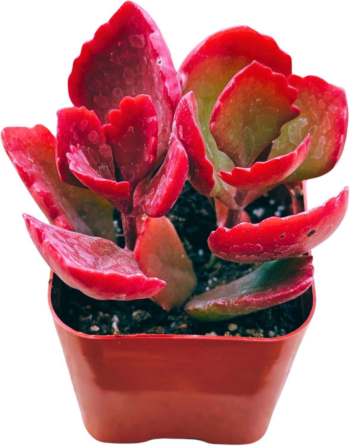 Succulents Plants Live 2inch Live Mini Succulent Plants, Easy Care House Plants Rooted in Succulent Soil Mix, by The Succulent Cult (Kalanchoe Longiflora Coccinea, 2 Inch)