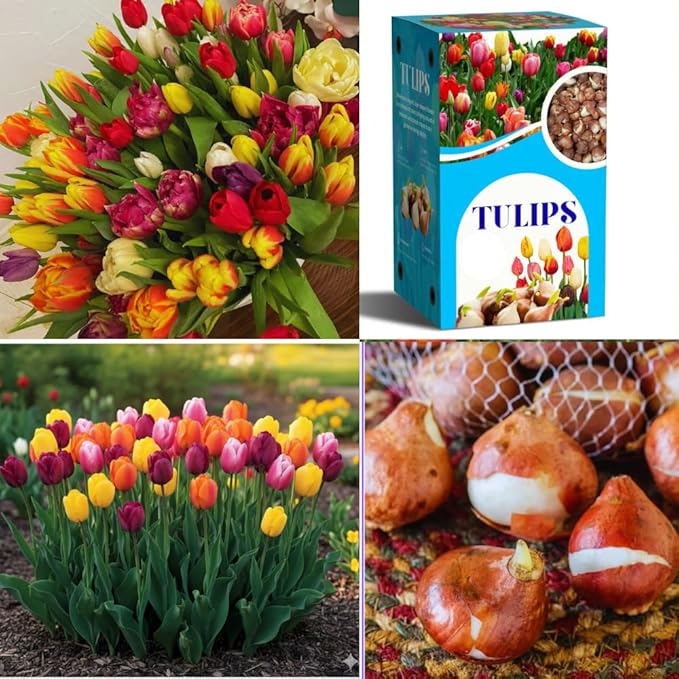 10 Tulip Bulbs for Fall Planting Bulk, Tulip Bulb, Perennial Flower Bulbs for Garden Growing, Tulip Bulbs Bulk (Mix)