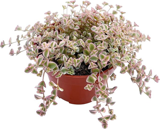 Sprout N Green 4" Sedum Little Missy Variegated, Live Trailing Succulent Fully Rooted in Pots, Rare House Plant for Home Office Wedding Hanging Decoration, DIY Projects, Party Favor