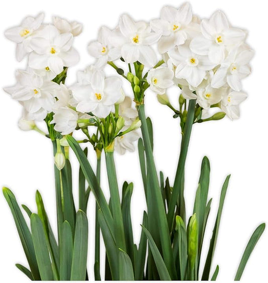 Easy to Grow Narcissus Paperwhite 'Ariel' Plant Bulbs (10 Pack) - Large Flower Bulbs for Indoor Forcing at Home, Fragrant Holiday Blooms