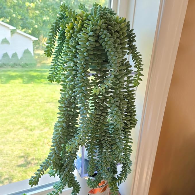 4" Donkey's Tail, Live Sedum Morganianum-Burro's Tail Succulent Fully Rooted in Pots with Soil Mix, Rare House Plant for Home Office Wedding Indoor Outdoor Decoration, DIY Projects, Party Favor