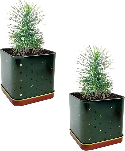 BUZZY Seeds Holiday Spruce Square Tin Grow Kit 2-Pack – Indoor Mini Spruce Tree Starter Kit for Plant Lovers – DIY Gardening, Stocking Stuffers, Party Favors, and Classroom Projects