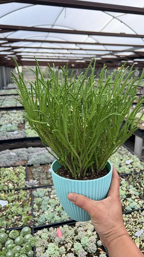 Sprout N Green Watch Chain, Rare Live Crassula muscosa Succulent Plant Fully Rooted in 4" Planter with Soil, Home Office Indoor Outdoor Wedding Decoration DIY Projects Party Favor