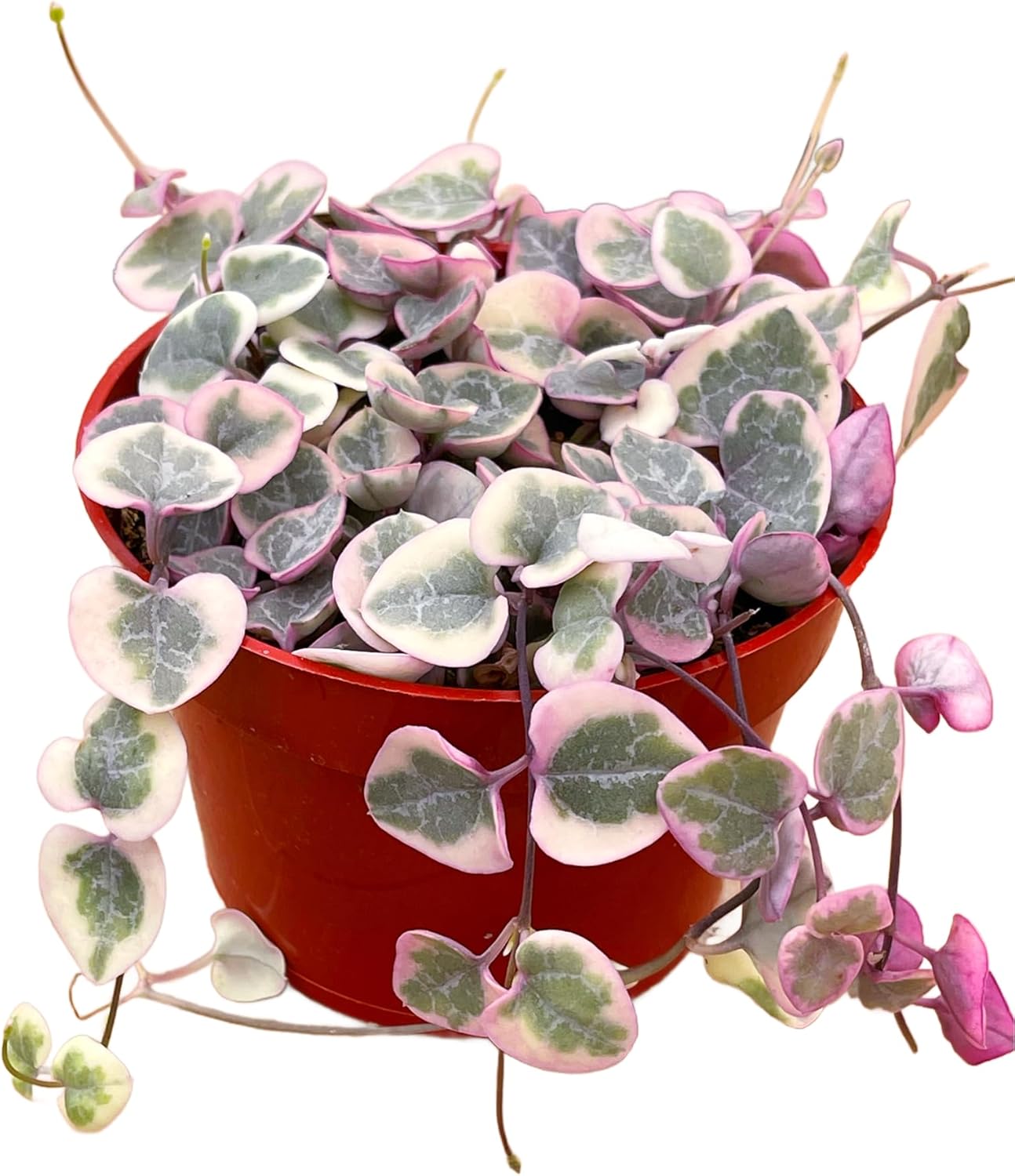 Succulents Plants Live 2inch Live Mini Succulent Plants, Easy Care House Plants Rooted in Succulent Soil Mix, by The Succulent Cult (Variegated String of Hearts, 4 Inch)