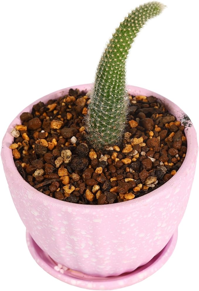 Succulent Cactus Aloe Vera Organic Potting Soil Mix (6 L) - Highly draining granular Soil,peat-Free (Made in Japan)