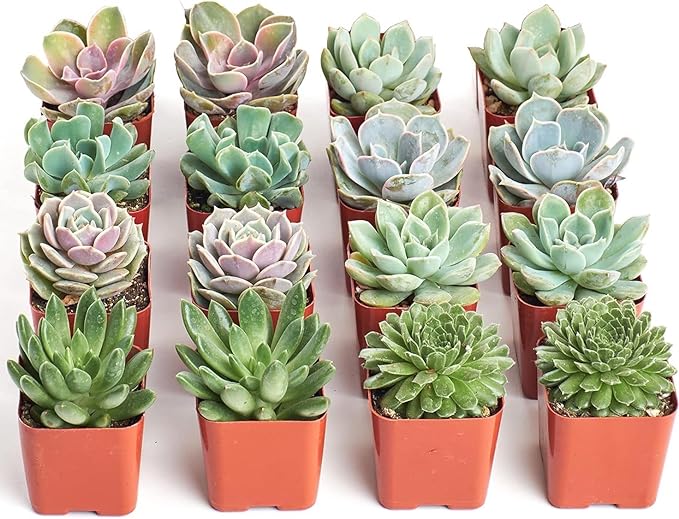 Shop Succulents Rosette Succulent Plant Pack Bulk Collection - Live Mini Succulent Plants, Low Maintenance, Floral Shaped Mix of Colors & Textures - Wedding and Party Favors, Gift & Garden, Pack of 16