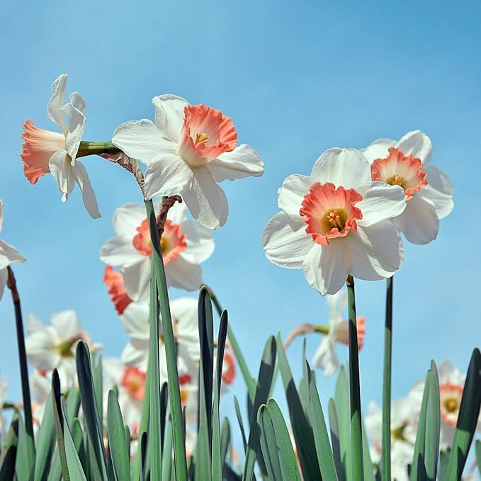 Pink & White Dutch Daffodil Flowers โ 6 Bulbs + Bonus Hummingbird Feeder | Large Cupped Perennials - Spring Bloom | Hardy in Zones 3โ8 | Butterfly & Bee Attracting-Deer Resistant